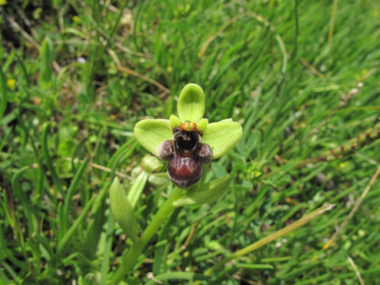 Ophrys bombyliflora
